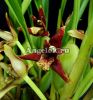 фото Максиллярия тонколистная (Maxillaria tenuifolia) от магазина магазина орхидей Ангелок