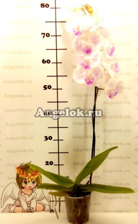 Фаленопсис Биг Лип розовый (Phalaenopsis Big Lip Pink)