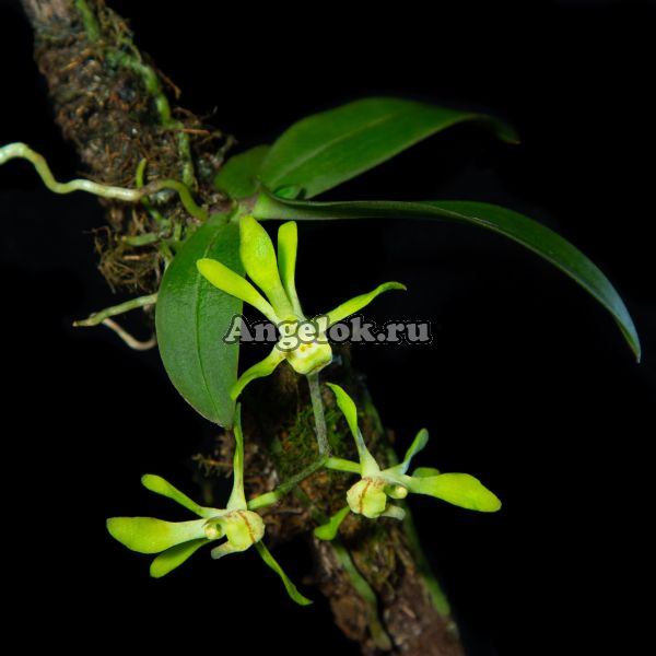 фото Саркохилус (Sarcochilus olivaceus) от магазина магазина орхидей Ангелок