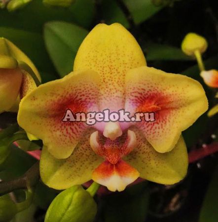 фото Фаленопсис пелорик (P.Brother Sara Gold x Chiada Spark"ES") Тайвань от магазина магазина орхидей Ангелок