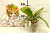 Фаленопсис (Phalaenopsis Little Bee) Тайвань