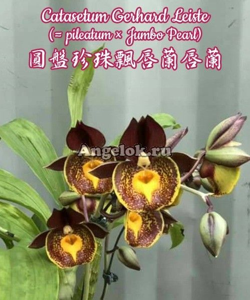 фото Катасетум (Catasetum Gerhard Leiste) Тайвань от магазина магазина орхидей Ангелок