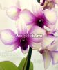 фото Дендробиум фаленопсис (Dendrobium Phalaenopsis ) d-12 от магазина магазина орхидей Ангелок