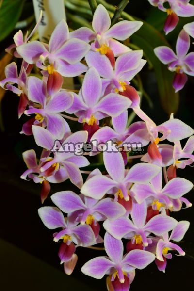 фото Фаленопсис (Phalaenopsis equestris 'Aparri') от магазина магазина орхидей Ангелок