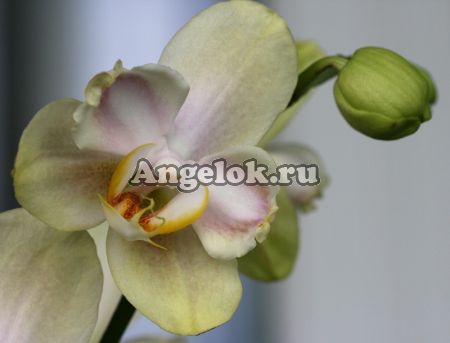 Фаленопсис (Phalaenopsis ) ph-61 пелорик