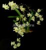 Онцидиум (Oncidium Twinkle White Fragrance)