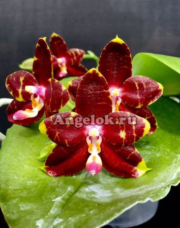 фото Фаленопсис (Phalaenopsis Yang Yang Prince) взрослый Тайвань от магазина магазина орхидей Ангелок