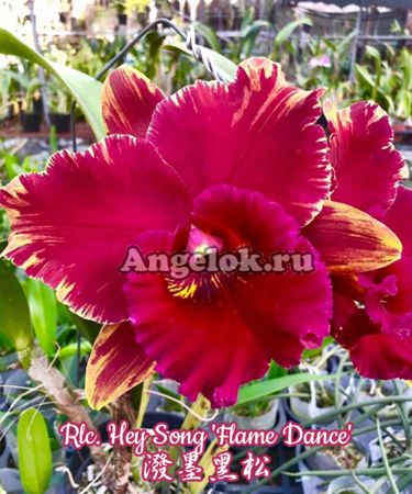 фото Каттлея (Rlc. Hey Song 'Flame Dance') Тайвань от магазина магазина орхидей Ангелок
