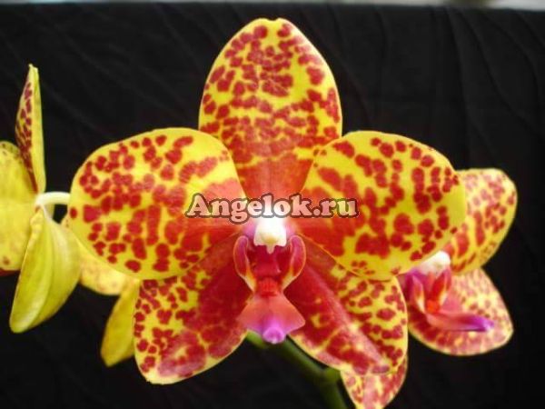 фото Фаленопсис (P. Salu Peoker) Тайвань от магазина магазина орхидей Ангелок