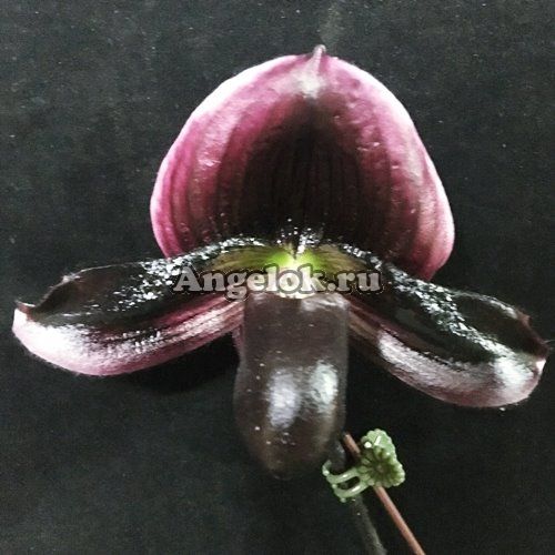 фото Пафиопедилум (Paph.Doya Youbeautiful × sib) от магазина магазина орхидей Ангелок
