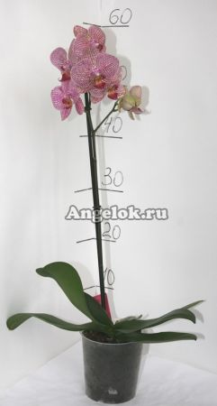 фото Фаленопсис (Phalaenopsis ) ph-12_1 от магазина магазина орхидей Ангелок