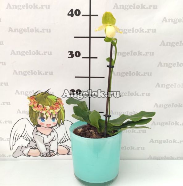 фото Пафиопедилум Примулинум (Paphiopedilum primulinum) от магазина магазина орхидей Ангелок