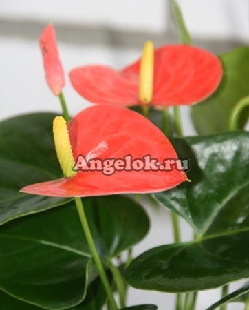 фото Антуриум Андрэ Миссури (Anthurium Andreanum Missouri) оранжевый от магазина магазина орхидей Ангелок