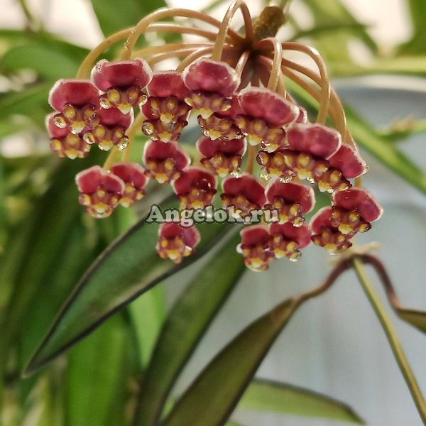 фото Хойя кентиана (Hoya kentiana) черенок от магазина магазина орхидей Ангелок