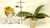 Фаленопсис (Phalaenopsis Brazil '5701')