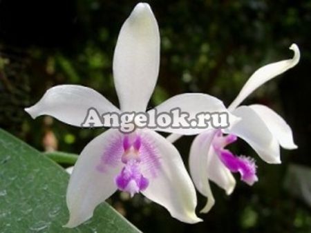 фото Фаленопсис (P.fimbriata) от магазина магазина орхидей Ангелок