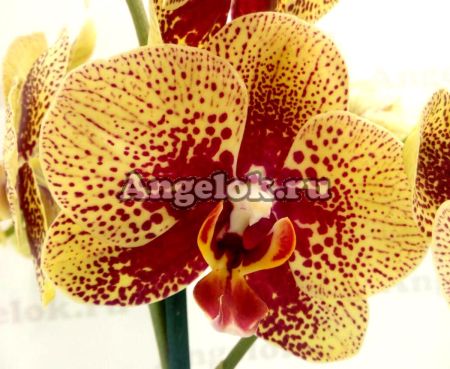 фото Фаленопсис Чармер (Phalaenopsis Charmer) от магазина магазина орхидей Ангелок