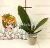 Фаленопсис (Phalaenopsis Jiuhbao Angel) Тайвань