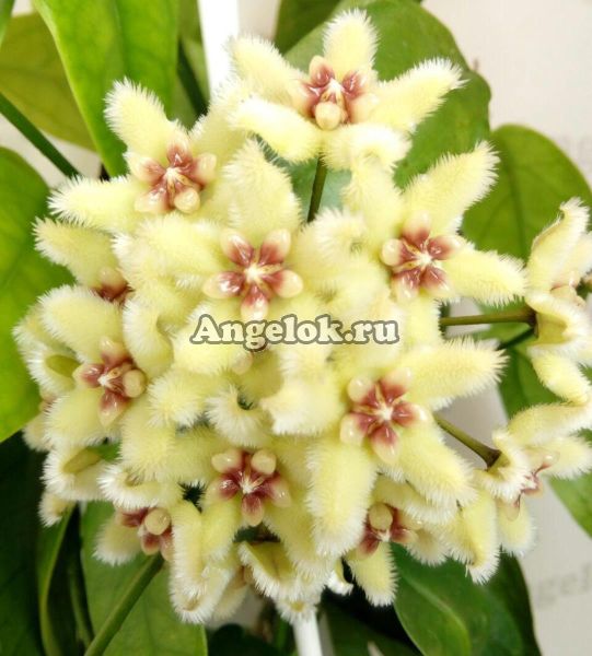 фото Хойя Буоти (Hoya buotii) черенок от магазина магазина орхидей Ангелок