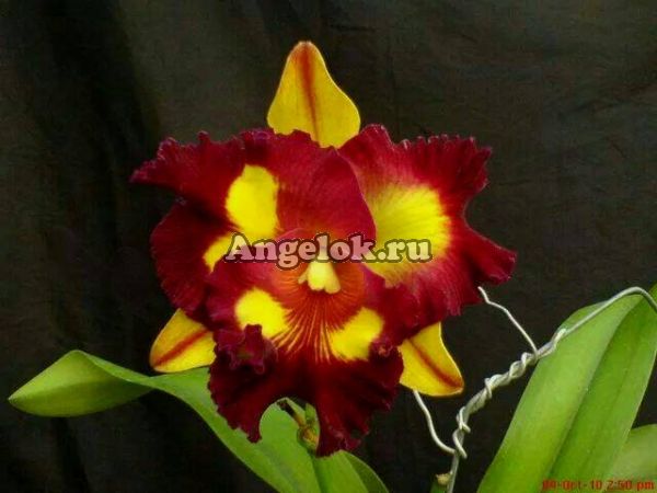 фото Каттлея (Blc.Liu's Joyance) Тайвань от магазина магазина орхидей Ангелок