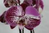 фото Фаленопсис (Phalaenopsis ) ph-35_1 от магазина магазина орхидей Ангелок