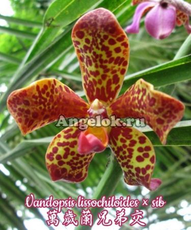 фото Вандопсис (Vandopsis lissochiloides × sib) Тайвань от магазина магазина орхидей Ангелок