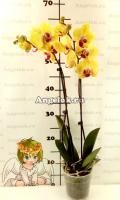 Фаленопсис (Phalaenopsis Golden Beauty)