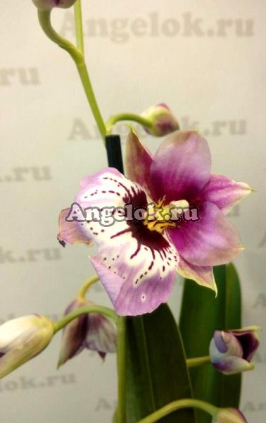 фото Мильтония (Miltonia) milt-14 от магазина магазина орхидей Ангелок