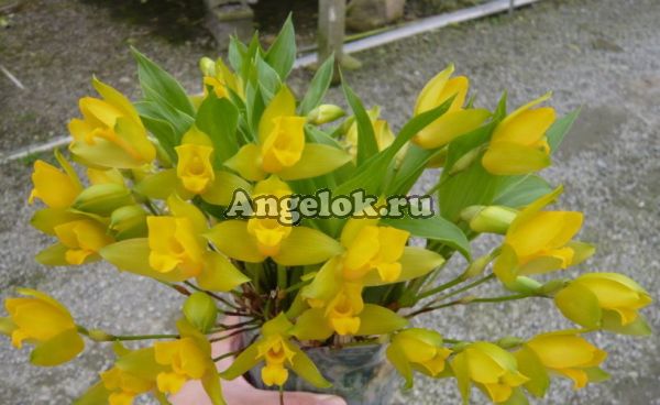фото Ликаста ароматная (Lyc.aromatica) от магазина магазина орхидей Ангелок