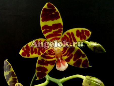 фото Фаленопсис Девид Лим (Phalaenopsis David Lim) Тайвань от магазина магазина орхидей Ангелок