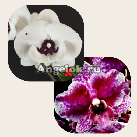 фото Фаленопсис гибрид детка (Phal.Charming Panda х Phal. pulcherrima) от магазина магазина орхидей Ангелок