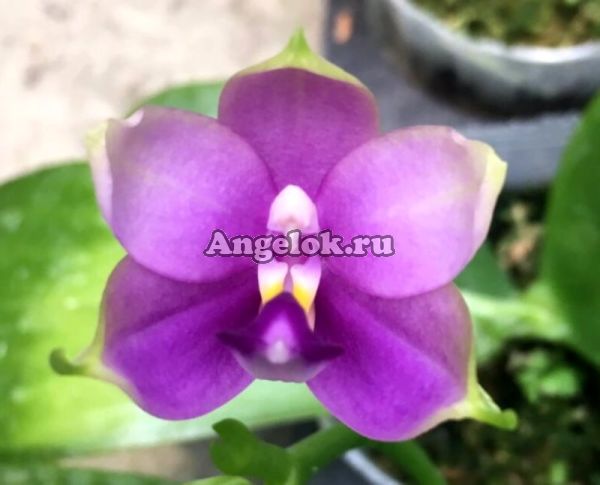 фото Фаленопсис (P. Jennifer Palomer × violacea indigo) Тайвань от магазина магазина орхидей Ангелок