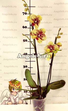 Фаленопсис Карин Алоха (Phalaenopsis Elegant Karin Aloha)