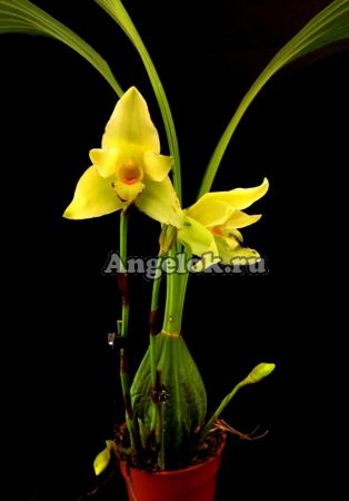 фото Ликаста Голдберга (Lyc.Goldberg) Тайвань от магазина магазина орхидей Ангелок