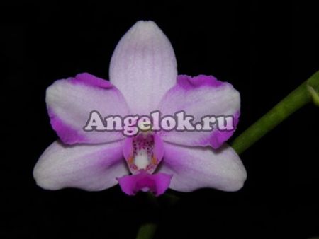 фото Фаленопсис Моцарт (Phalaenopsis Mozart '2363') Тайвань от магазина магазина орхидей Ангелок