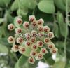 фото Хойя Андаленская (Hoya andalensis) черенок от магазина магазина орхидей Ангелок