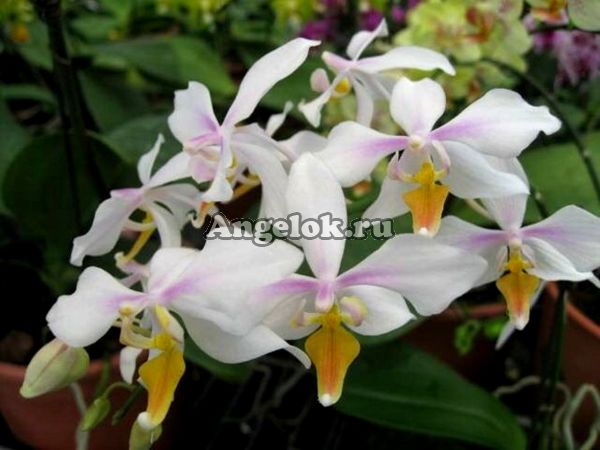 фото Фаленопсис Интермедия (Phalaenopsis x intermedia) Тайвань от магазина магазина орхидей Ангелок