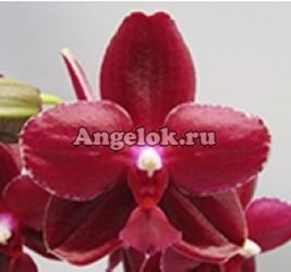 фото Фаленопсис Сого Релекс ароматный (P. Sogo Relex 'SOGO F1671') Тайвань от магазина магазина орхидей Ангелок