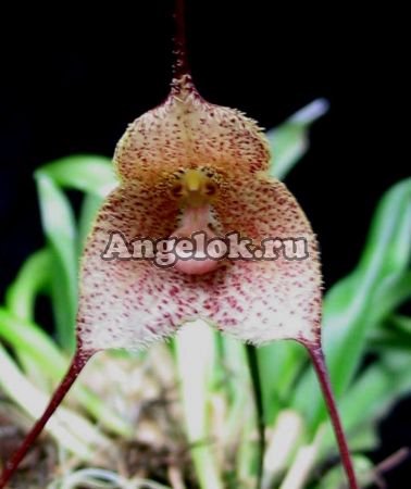 фото Дракула (Dracula erythrochaete) от магазина магазина орхидей Ангелок