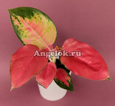 фото Аглаонема (Aglaonema Orange Star) от магазина магазина орхидей Ангелок