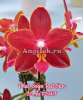 фото Фаленопсис (Phalaenopsis Sogo Red Star) Тайвань от магазина магазина орхидей Ангелок
