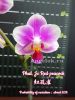 фото Фаленопсис (Phalaenopsis Jc Red Peacock) Тайвань от магазина магазина орхидей Ангелок