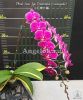 фото Фаленопсис детка (Phalaenopsis Sun Jye Diamond variegata) Тайвань от магазина магазина орхидей Ангелок