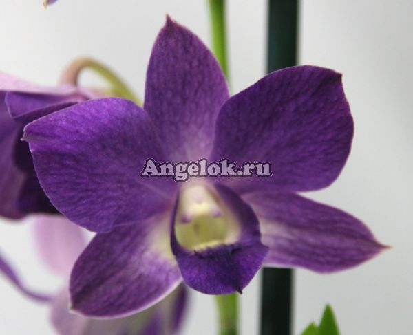 фото Дендробиум фаленопсис (Dendrobium Genting Blue) 2 от магазина магазина орхидей Ангелок