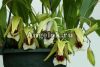 фото Целогина прекрасная (Coelogyne speciosa) от магазина магазина орхидей Ангелок