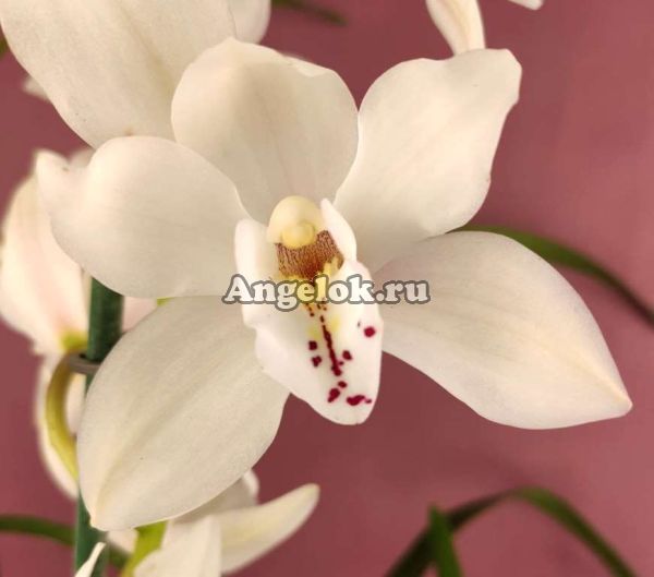 фото Цимбидиум (Cymbidium Candy Flor) от магазина магазина орхидей Ангелок