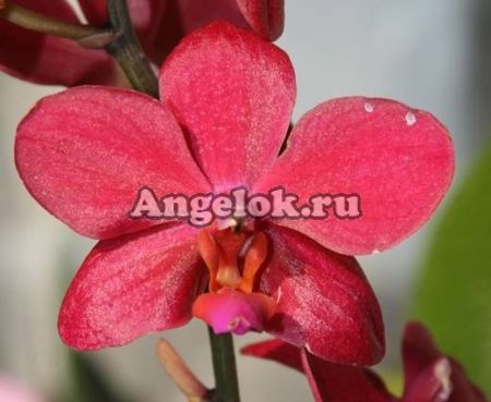 фото Фаленопсис (Phalaenopsis ) ph-49 от магазина магазина орхидей Ангелок