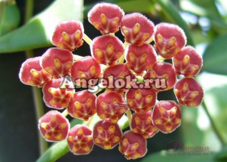 фото Хойя Тсанги (Hoya Tsangii) от магазина магазина орхидей Ангелок