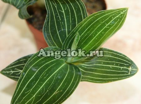 фото Лудизия (Ludisia) L-01 от магазина магазина орхидей Ангелок