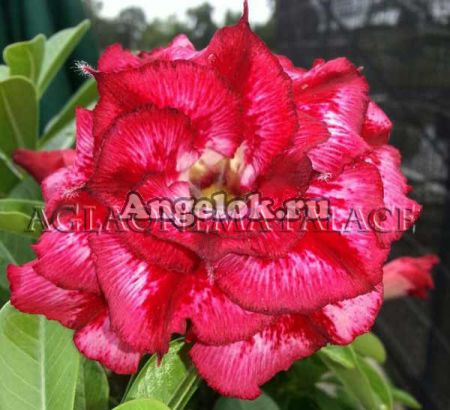 фото Адениум (Adenium obesum Line namtoke) от магазина магазина орхидей Ангелок